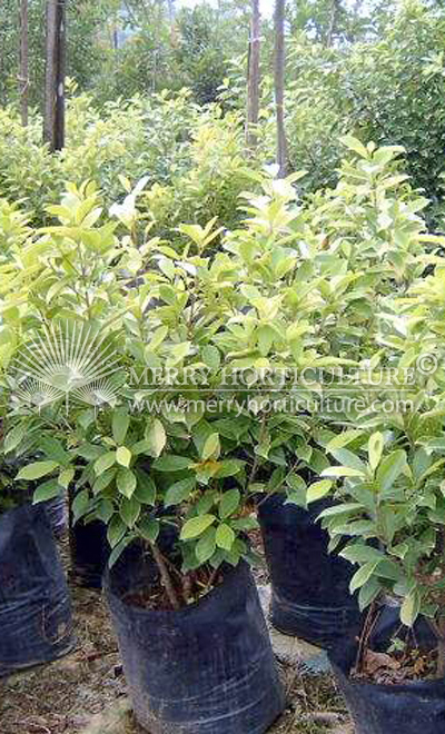 Ficus microcarpa 'Gold'